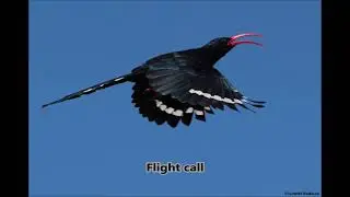 Green Wood-hoopoe calls