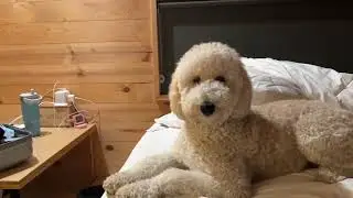Mina in the cabin