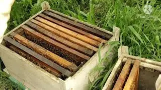 #beekeeping#brood#queencell#drone#workerbee