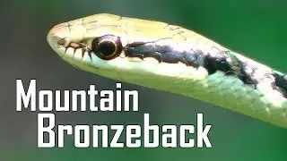 Mountain Bronzeback - Dendrelaphis subocularis - Beautiful Snake!