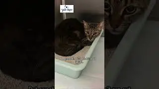 Brownie and her two kittens rescued from the streets