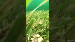 Scallop video