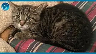 Stray Kitten Learns to Be Brave After Meeting The Senior Cat Of The Family