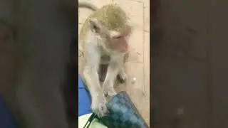 monkey Piper check my bag