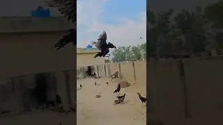 Aseel Morga jump 🐔🐔.   #aseelmurga #shorts #eagles #shortvideos #pets #birds