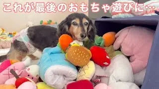 【愛犬が虹の橋へ】日に日に弱々しくなって来ました【未公開シーン③】