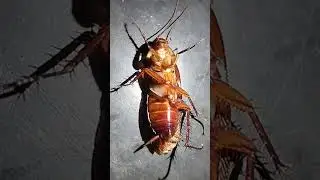 Cockroach sound #youtubeshorts #cockroach #animals