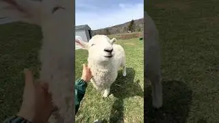Cute little lamb 🥰🐑 #cute #funny #lamb #foryou #fyp #love