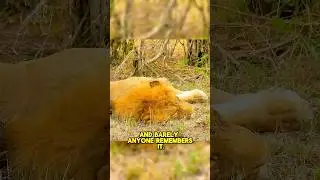 The Forgotten King of Ice Age America  #AmericanLion #ExtinctAnimals #TailTaleFacts #NatureHistory