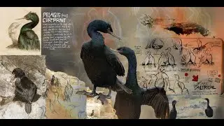 Coastal Cormorants