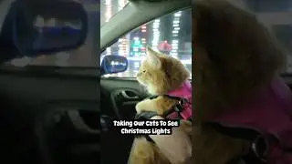 Taking The Cats To See Christmas Lights. #funnycats #shorts