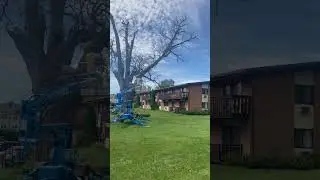 Tree Branch Hits Arbor Lift