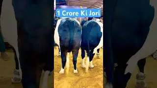 Karachi Cow Mandi | Jameel Memon Mandi | Multan Mandi #shorts #cowvideos #cow #bull @ARMaani7#farm