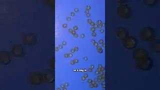 100% FERTILIZATION RATE achieved in goldfish eggs