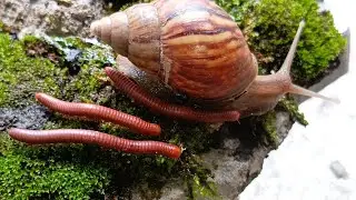 Millipede and Snails Slow Travelers of the forest ​#Millipede ​#Insects #EducationalInsects