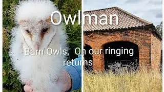 Barn Owls.  On our ringing returns.#wildlife #nature #birds #barnowl #owlbox #farming 