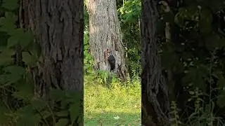 This is the biggest woodpecker I've ever seen