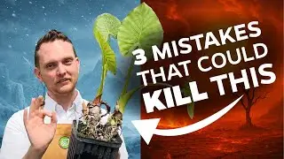 Watch this before planting your Elephant Ear in the ground