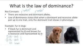 Law of Dominance