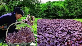 Harvesting basil in village! Making natural juice and azerbaijani dolma from basil!
