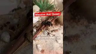Massive #messorbarbarus #antqueen & her #antcolony 😳😮