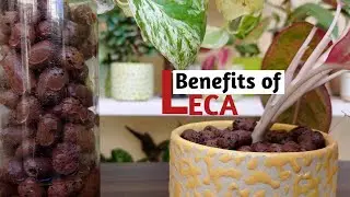 Use of LECA balls | Clay Balls | Benefits of LECA | How to Use LECA | Humidity love Crazy Gardening