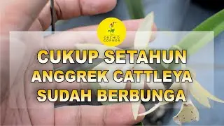 CUKUP SETAHUN ANGGREK CATTLEYA SUDAH BERBUNGA CANTIKNYA #166