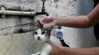 Gata fala que banho É RUIM!