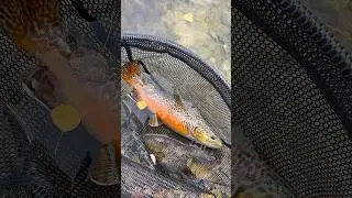 Fall Tiger Trout release!  #fishalberta #troutfishing #tigertrout