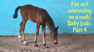 Fun and interesting on a walk! Baby foals  Part 4