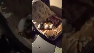 baby sleeping on the inflatable sofa (1-16-2026)