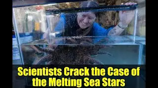 Scientists Crack the Case of the Melting Sea Stars