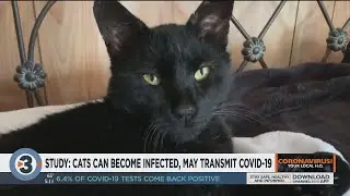 Cats with no symptoms spread COVID-19 virus to other cats in lab test