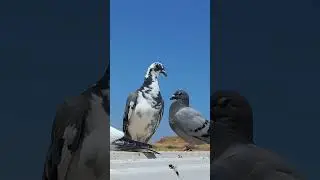 Yarış&ccedil;ı Alaca Posta Kuşumuz . ( U&ccedil;uma bir Haftadır Başlamış Gen&ccedil; Kuşlarım ) #shorts #Posta #pigeon