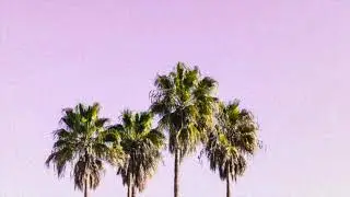 Manymoons - Paperchaserz!