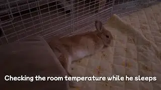 Checking the room temperature while he sleeps