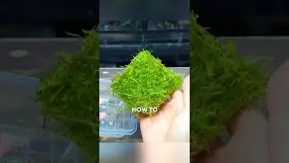 Как выращивать и размножать мох для террариумов!