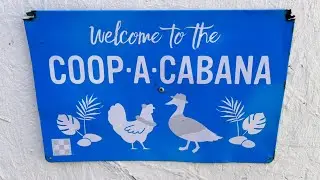 Potty Trian Chicken