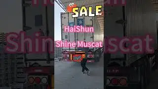 shine muscat delivery #shineMuscat#grape#fruit#fruitexport#fruittrade#greengrape #grapenation