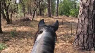 2020-0920 Sugar Pine Trail with Jigs MVI 2689