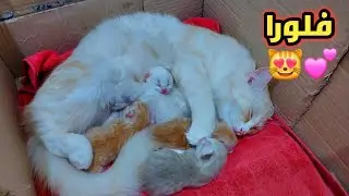 مش هتصدقوا القطط بتعمل ايه قطط مضحكة قطط كيوت قطط 🐈 #قطط #cat 