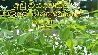 අඩුම වියදමකින්  කාබනික  දිලිර නාශකයක්.How to make an organic fungicide.#beautygarden #fypシ゚viral 