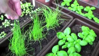 Schnittknoblauch die Alternative -  Mein Balkon Garten Tipp