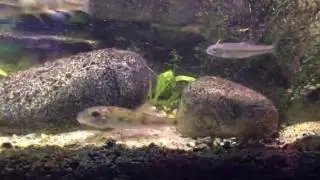 Northern Hog Sucker