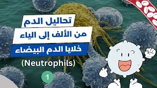 تعداد خلايا الدم البيضاء (WBC Count) | تحليل الدم الشامل | العدلات (Neutrophils) 🔬