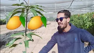 تعرف علي أصناف مانجو أجنبية من الأوراق ( ناعومي - أوستين - نامدوكماي 4 - كريمسون برايد - هايدي - كيت
