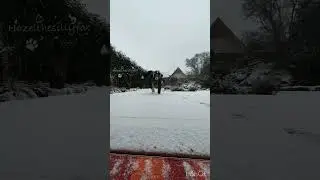 wobbly trot T-T ❄️✨ #therian #gear #quadrobics #snow #trot 