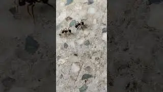 Ant eating food #ant #antman #nature #fight #food