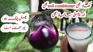 Best Fertilizer and pesticides for brinjal plant ll benefits limestone Chuna for your brinjal plant.