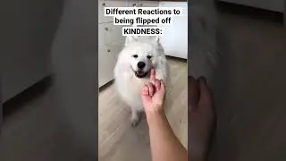 Different Dog Breed Reactions To Being Flipped Off 🐶😂 #shorts